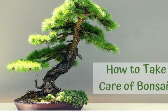 How to Take Care of Bonsais